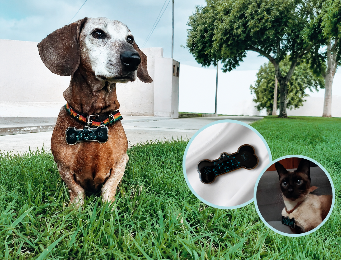 Nume Pets · Accesorio Cuántico para Mascotas